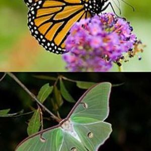 Meet your Posher Carmen( Smoke-free home)